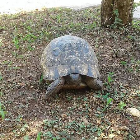 Kizilbel Evleri